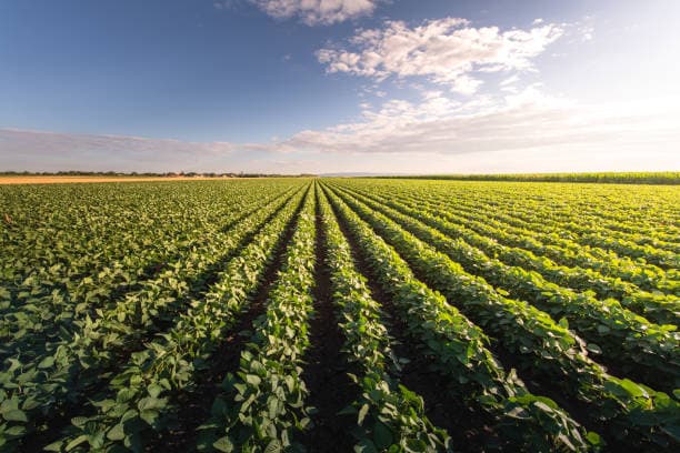 Crop Disease Detector